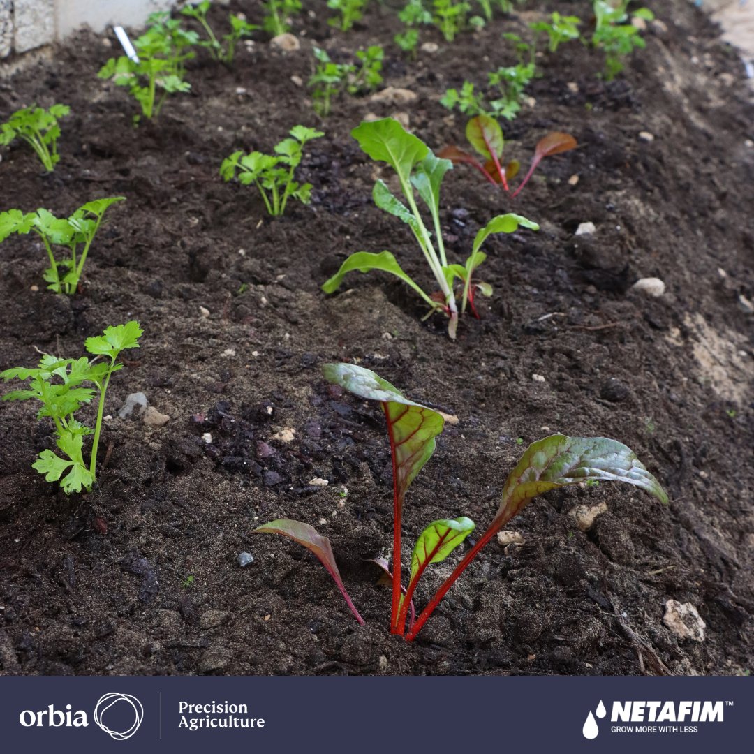 NetafimSA1's tweet image. Today, it was the team in Cape Town's turn to get their hands dirty for #EarthDay!

Thank you team for #DoingMore!

Do you also want to make an impact? Join our #UsingLessDoingMore movement. Check it out: bit.ly/3W1ycyL

#growmorewithless #irrigation