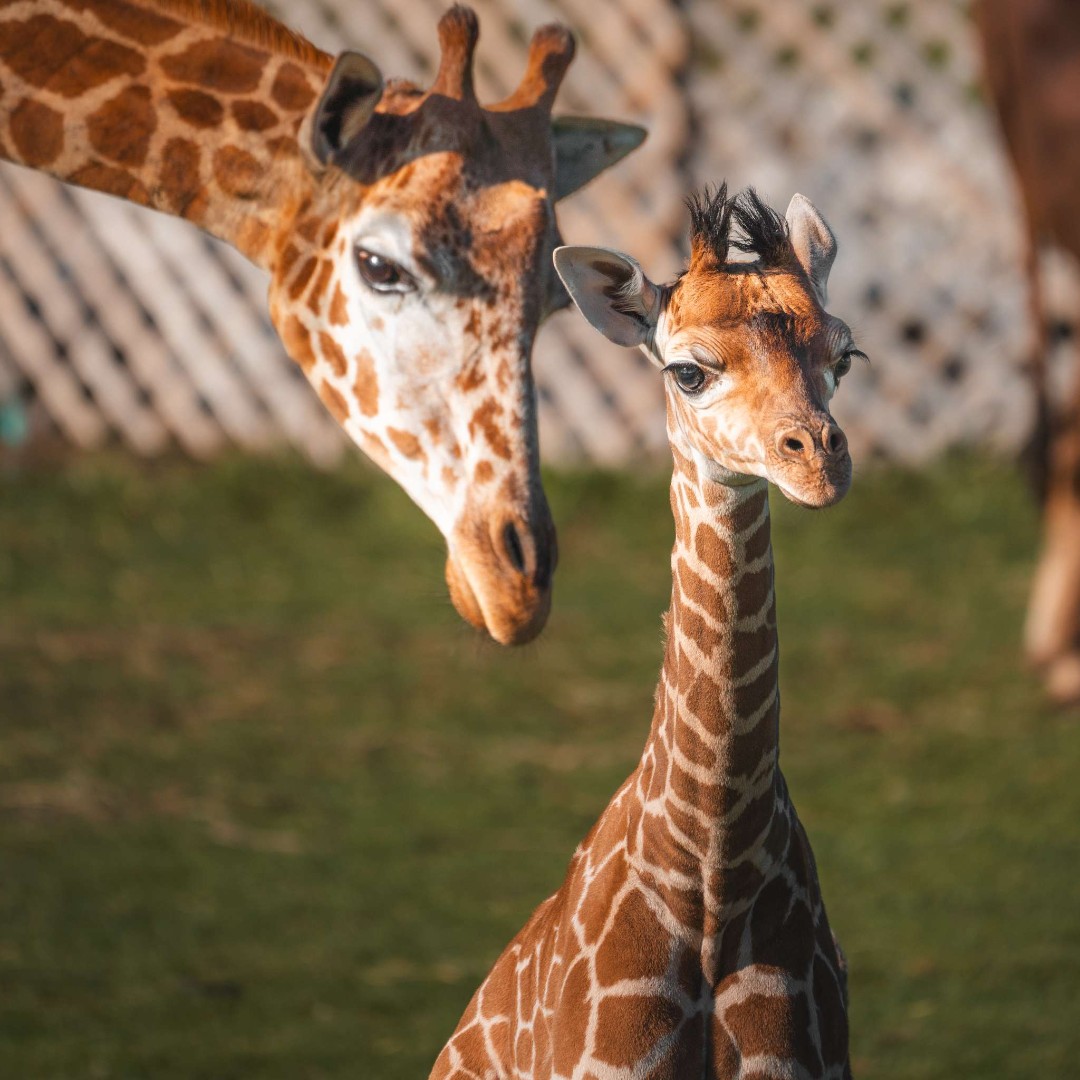 ToledoZoo tweet picture