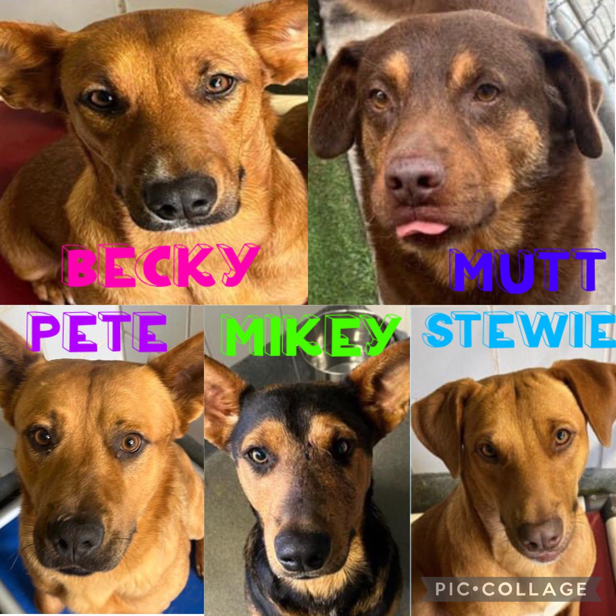 🆘 THESE 5 SHEPHERD DOGS ARE BEING KILLED TODAY 4.24 BY SA ACS #TEXAS MUTT #A584542 6yo M, 🚨HW+ PETE #A709911 2yo M MIKEY #A710101 3yo M BECKY #A710103 1yo F STEWIE #A710102 3yo M ☎️2102074738 📧acsrescue-foster@sanantonio.gov 📧acsadoptions@sanantonio.gov #PledgeForPledge 🙏🏼