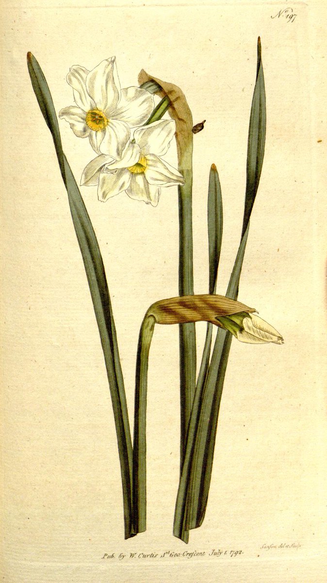 Primrose Peerless (Narcissus x medioluteus), a wild hybrid from S France which was a common garden plant from at least the 16th Century and often persists as a relic. Here in my lawn and a 1792 illustration #daffodils #garden