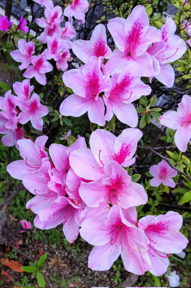 takacchi917's tweet photo. ツツジ
ピンクで中心が赤いのが好き💕
ツツジの花言葉は「節度」「慎み」です。
また色ごとにも違いがあるみたいです
花言葉は #greensnapstore https://t.co/FsV0DpzSx5