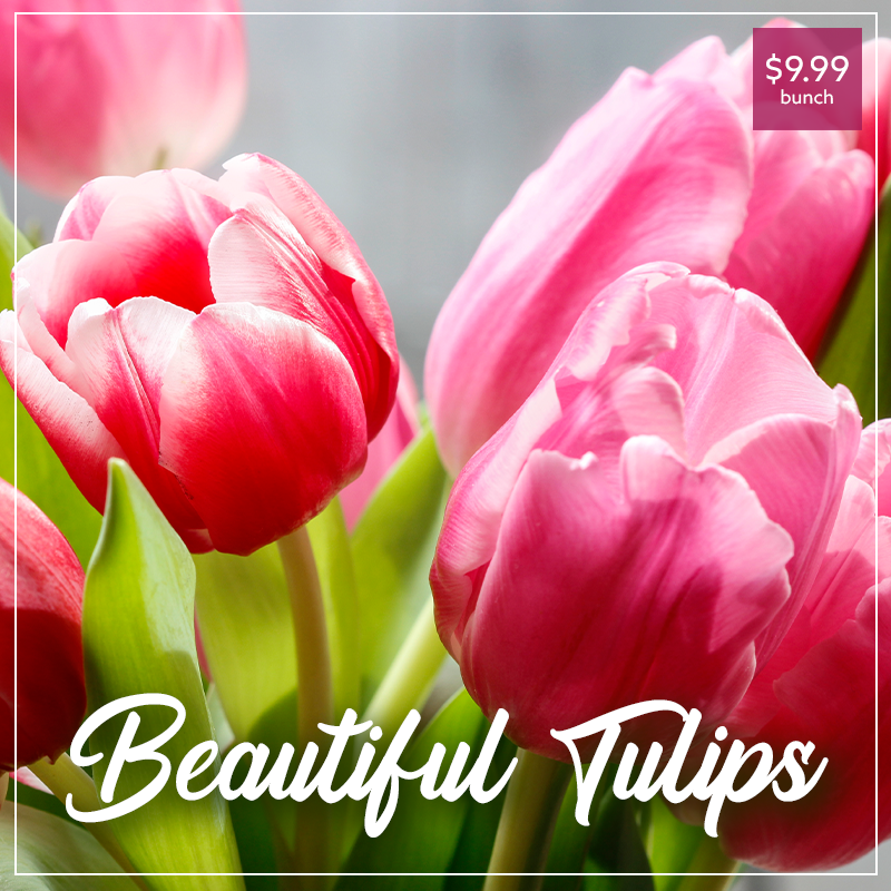 Fresh cut Tulips $9.99/bunch. #flowers #spring #tulips #Georges