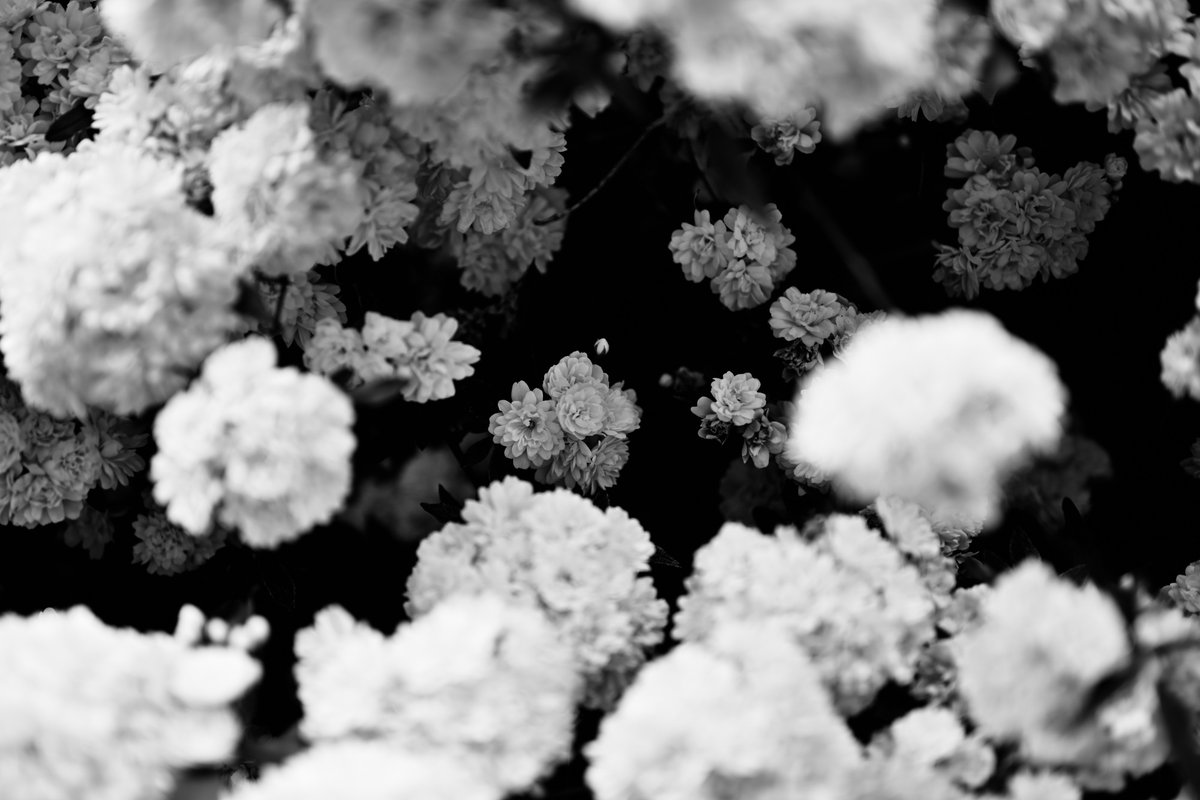 #ファインダー越しの私の世界 #nikonphotography #Flowers #モッコウバラ
Camera: #nikon Z7II
近所のモッコウバラが満開。眼福。