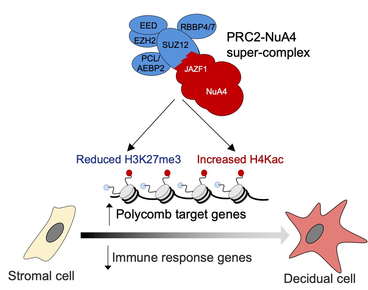 Postdoc position available!

Please come lead our work on oncogenic fusion proteins in endometrial stromal sarcoma and the tumour microenvironment!

Funded by <a href="/Sarcoma_UK/">Sarcoma UK</a> 

More info: sciencedirect.com/science/articl…

To apply: ucl.ac.uk/work-at-ucl/se…

Closing date: 13 May.

Please RT!