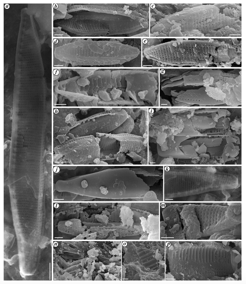 karthickbala's tweet image. #Diatoms from ancient pottery sherds from #Archaeology sites in the Kaveri River Basin, Tamil Nadu, India! 🏺🔍 Unlocking clues about past environments through microscopic algae. Published in @CurrSci   Full text here: shorturl.at/abiBK