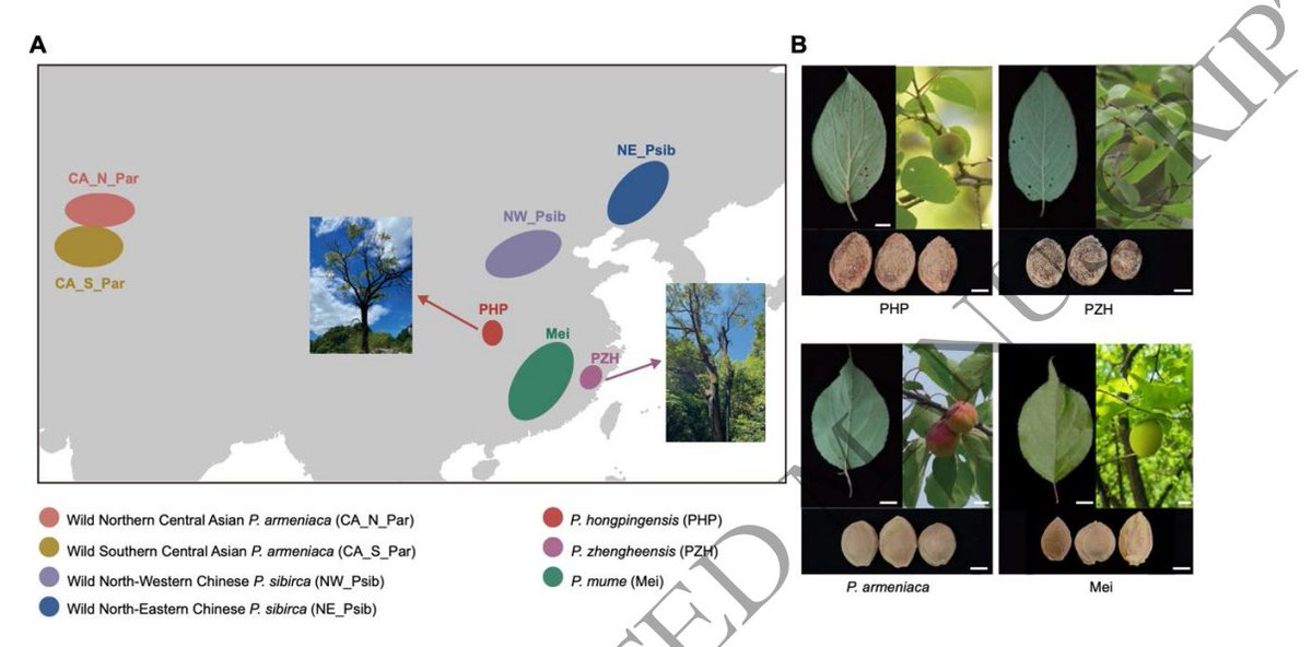 Horticulture Research (@hortres) on Twitter photo 🍑🧬 Unveiling Apricot Secrets! New genome assemblies for two endangered apricots from southern China, Prunus hongpingensis and reveal their close relationship and adaptations to local environments. #Genomics #Conservation 🌿🔬 <a href="/OxfordJournals/">Oxford Journals</a>
Details:academic.oup.com/hr/advance-art… 🍑🧬 Unveiling Apricot Secrets! New genome assemblies for two endangered apricots from southern China, Prunus hongpingensis and reveal their close relationship and adaptations to local environments. #Genomics #Conservation 🌿🔬 <a href="/OxfordJournals/">Oxford Journals</a>
Details:academic.oup.com/hr/advance-art…