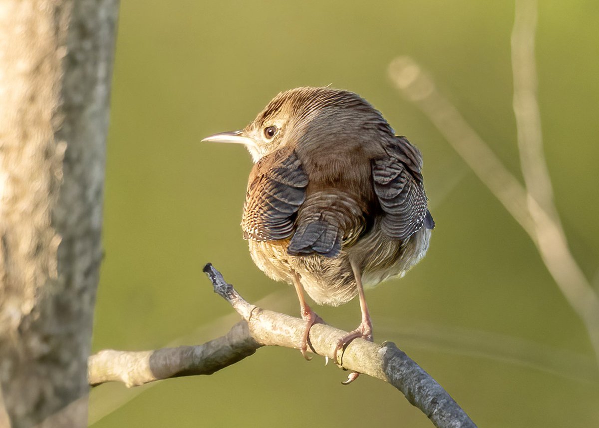 VenusNabs's tweet photo. Chipping sparrow, Savanna sparrow, Carolina wren at the Grassy, Knoll in Central Park (4/22/24) #BirdsSeenIn2024 #birdcpp #nature #NaturePhotography #birdofTwitter #wildlife #urbanbirds https://t.co/uUOEvW6aet