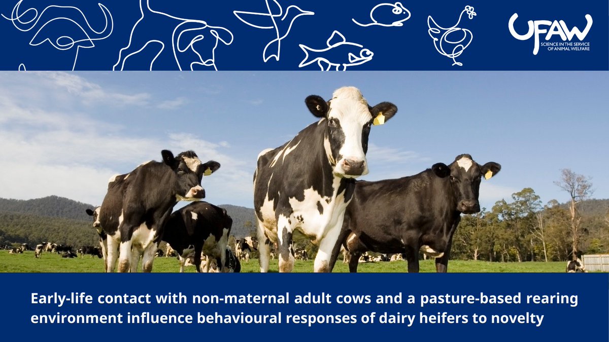 📢LATEST STUDY examines whether rearing dairy heifers with non-maternal adult cows on pasture affects long-term behaviour. Results suggest that pasture-reared heifers with adult contact during first three months may have reduced fear of novelty. ➡️ow.ly/5CEO50RlmJ3