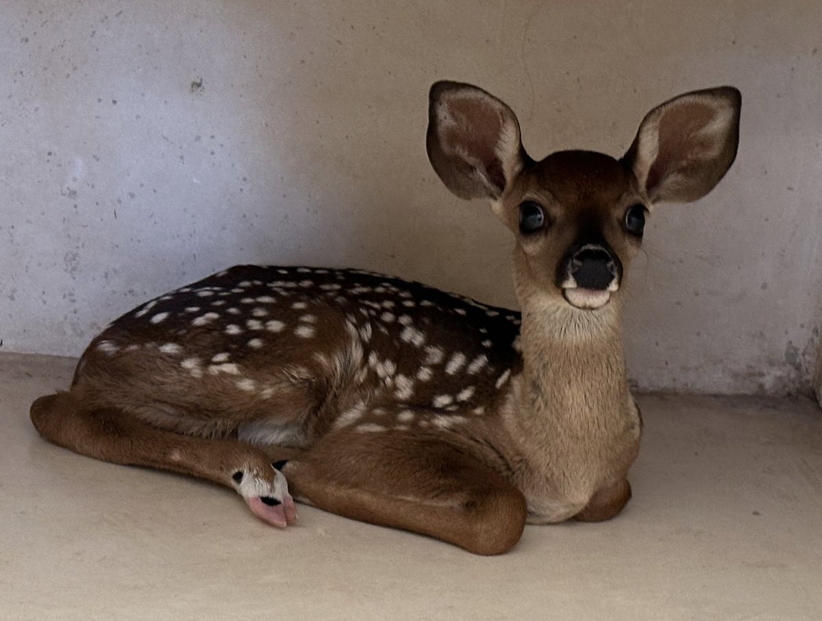 Balam_Dzonot's tweet photo. Un cazador la dejó huérfana… habrá que cuidarla hasta que sea mayor 🦌
#SantuarioBalamDzonot https://t.co/3i0POBK70v