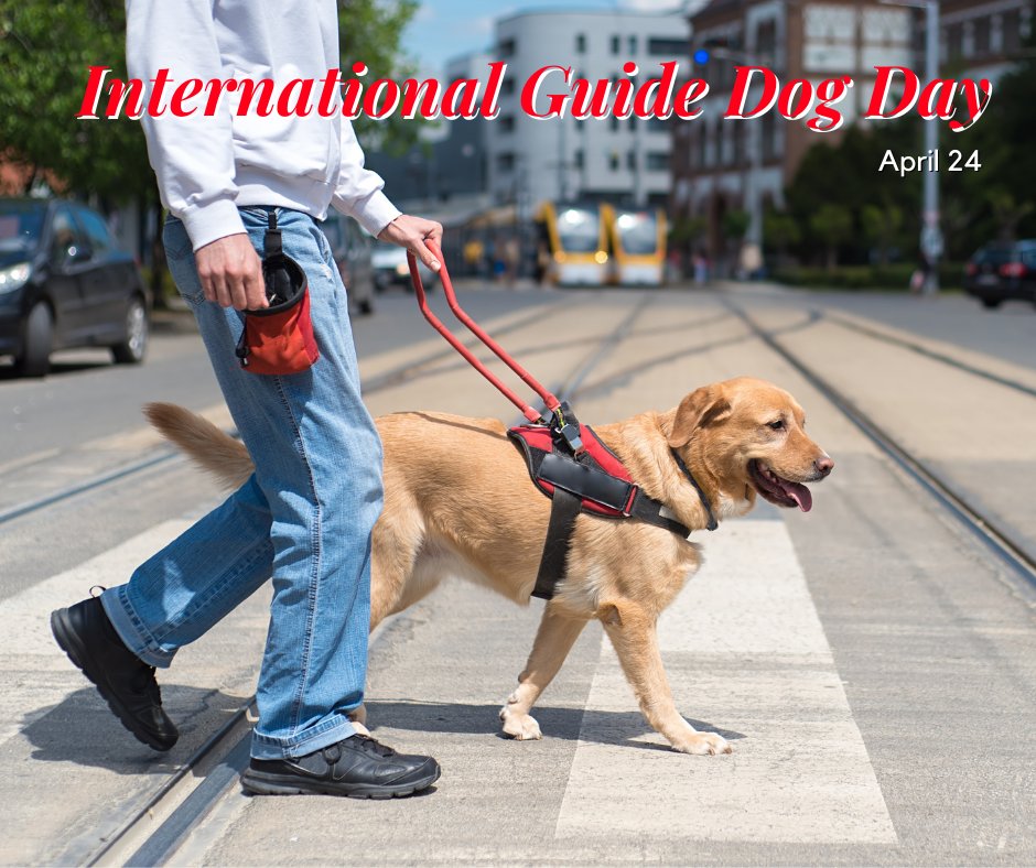 To all of our brave companions, Happy International Guide Dog Day!
troydunninsurance.com #WeHaveYouCovered #BoatInsurance #DunnInsurance #DontDriveNaked #AskAnExpert #NorthRichlandhillsinsurance