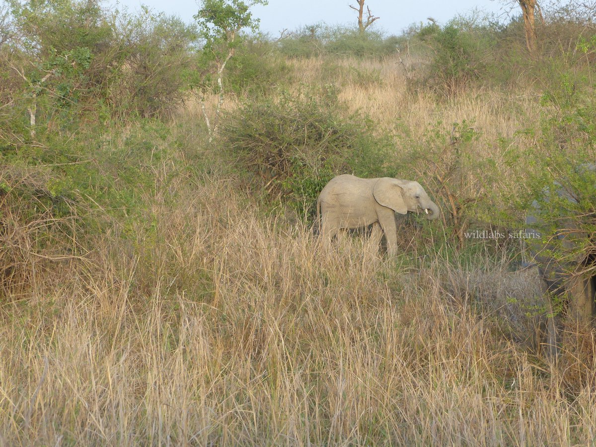 Wildlabs Safaris tweet media