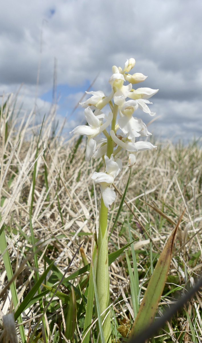 Just when you think you got somewhere sorted , up pop another 400 Early Purple Orchids on Cleeve Common Gloucestershire @CleeveCommon where I personally not recorded before inc this gorgeous “ Alba” plant @ukorchids