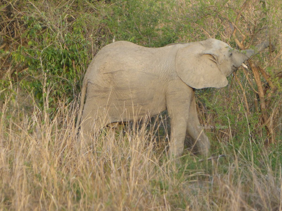 Wildlabs Safaris tweet media