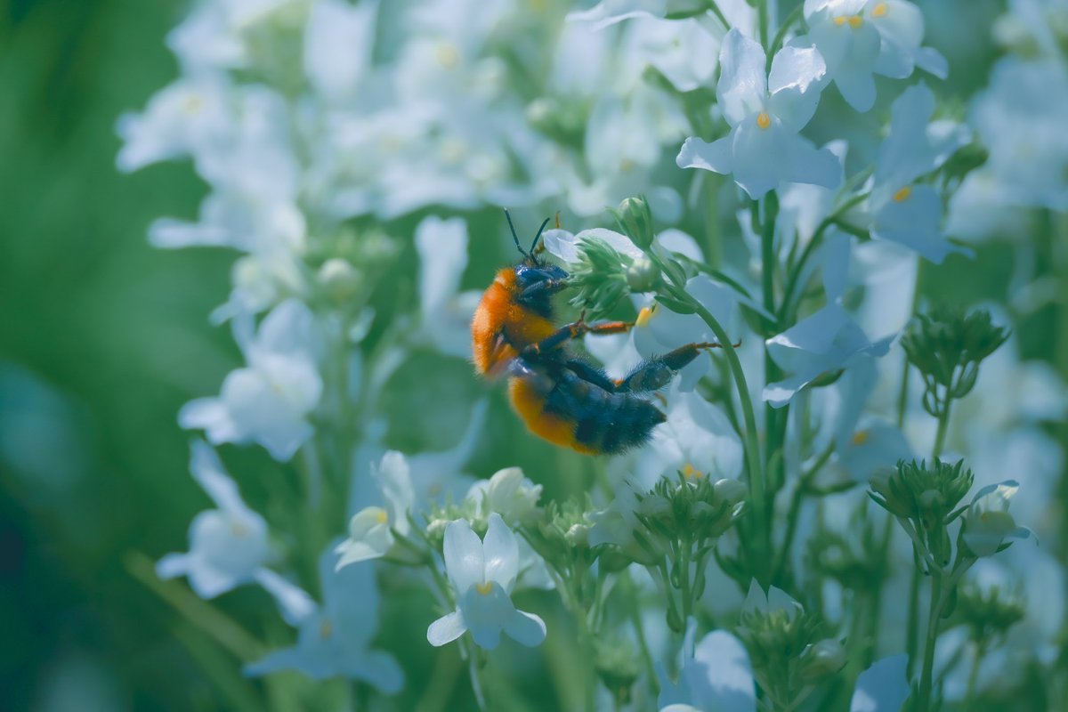 「flower&honey」

 #nikon 
 #nikonz50 
 #nikonphoto 
 #yourshotphotographer 
 #my_eos_photo 
 #photogram 
 #photoshoot 
 #flowers 
 #flowerphoto 
 #flowerphotography 
 #lightroom
 #lightroomphotography