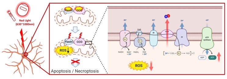 @AbudBakri Possible MoA: Blue light induces cell damage in retinal cells. Activates apoptosis-inducing factors + stimulates programmed necrosis pathways (RIP1 and RIP3)

Red light counters the oxidative damage. Enhances mitochondrial function + increases ATP synthesis + alleviates any…