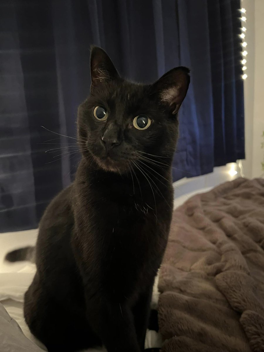 Missing kitty: Last seen near #WestWarwick HS back field Monday afternoon April 22nd He’s lives in Tanglewood apartments/ could be spotted there All black male cat with a tipped right ear buff.ly/44cfCWY PLEASE call (4014873174 #RI #RhodeIsland