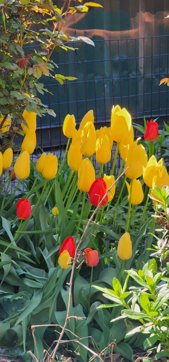 RoseleneDolce's tweet image. Colorful tulips 

#SignsofSpringNYC
