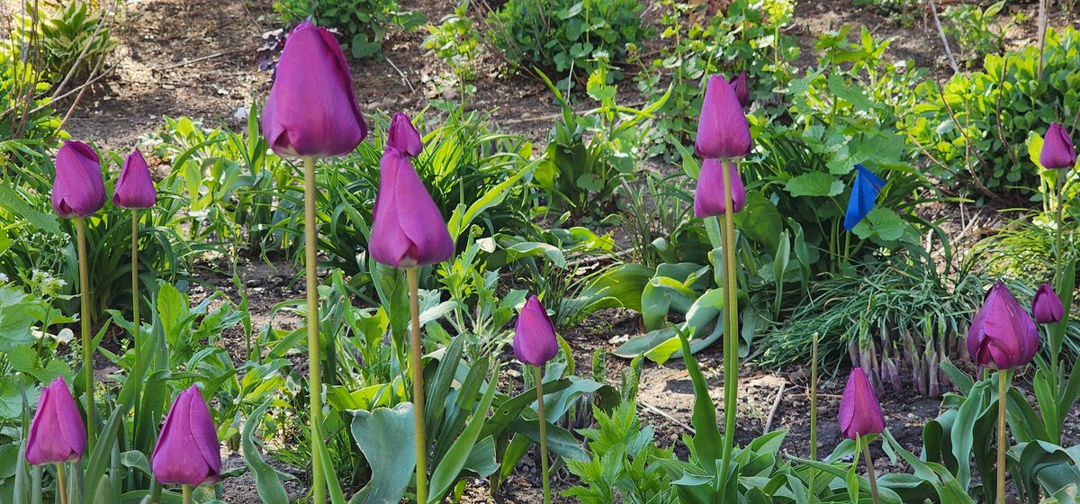 RoseleneDolce's tweet image. Colorful tulips 

#SignsofSpringNYC
