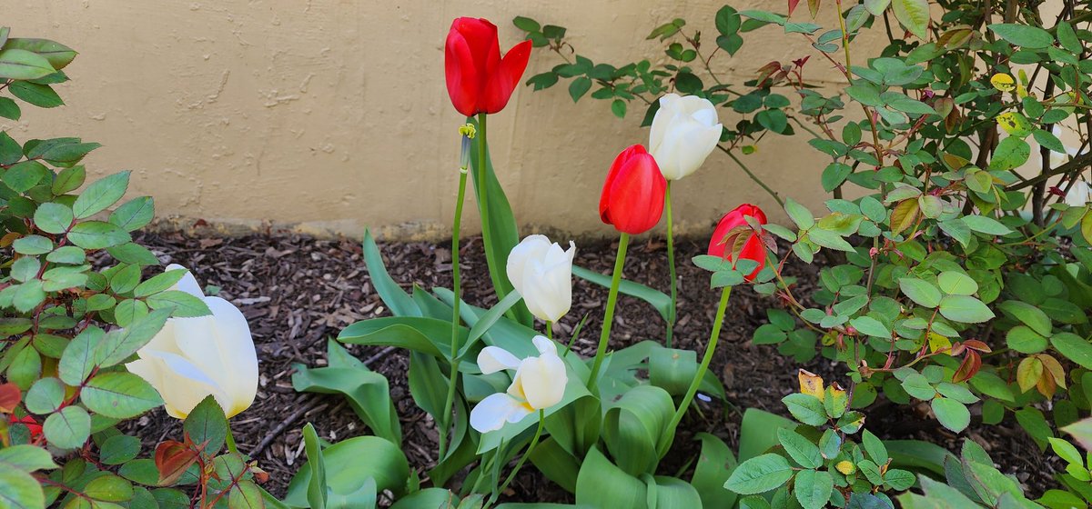 RoseleneDolce's tweet image. Colorful tulips 

#SignsofSpringNYC