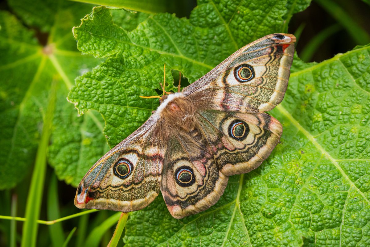 Büyüleyici bir arkadaş.

-Tavus Güvesi (Saturnia pavoniella)
-Samsun 

#hangitür