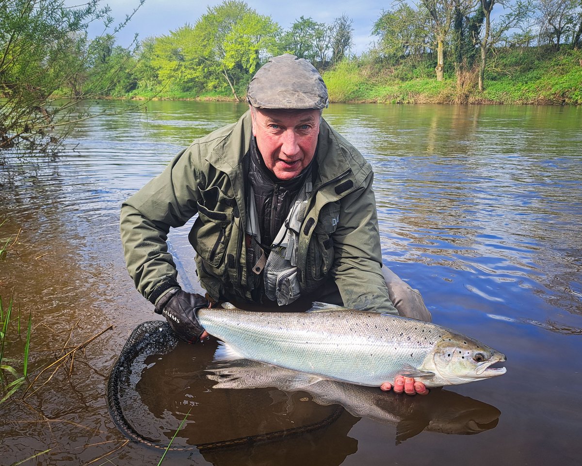 Despite all the rain and lost fishing days due to high water it's been a bumper spring on our beats so far this season. This pristine 15lb silver springer was caught by Tony Bell on our Wetheral Beat using a gold bodied version of the Willie Gunn on a 1" aluminium tube.