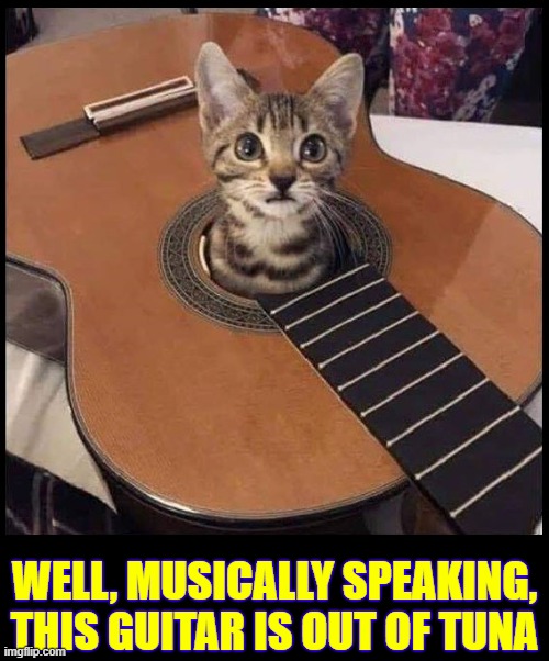 Meet your new instructor. 😺🎸💥

Have a great Wednesday!

thewayofguitar.com

#thewayofguitar #auburnny #guitarlessonsauburnny

#guitarteacher #guitarlessons🎸