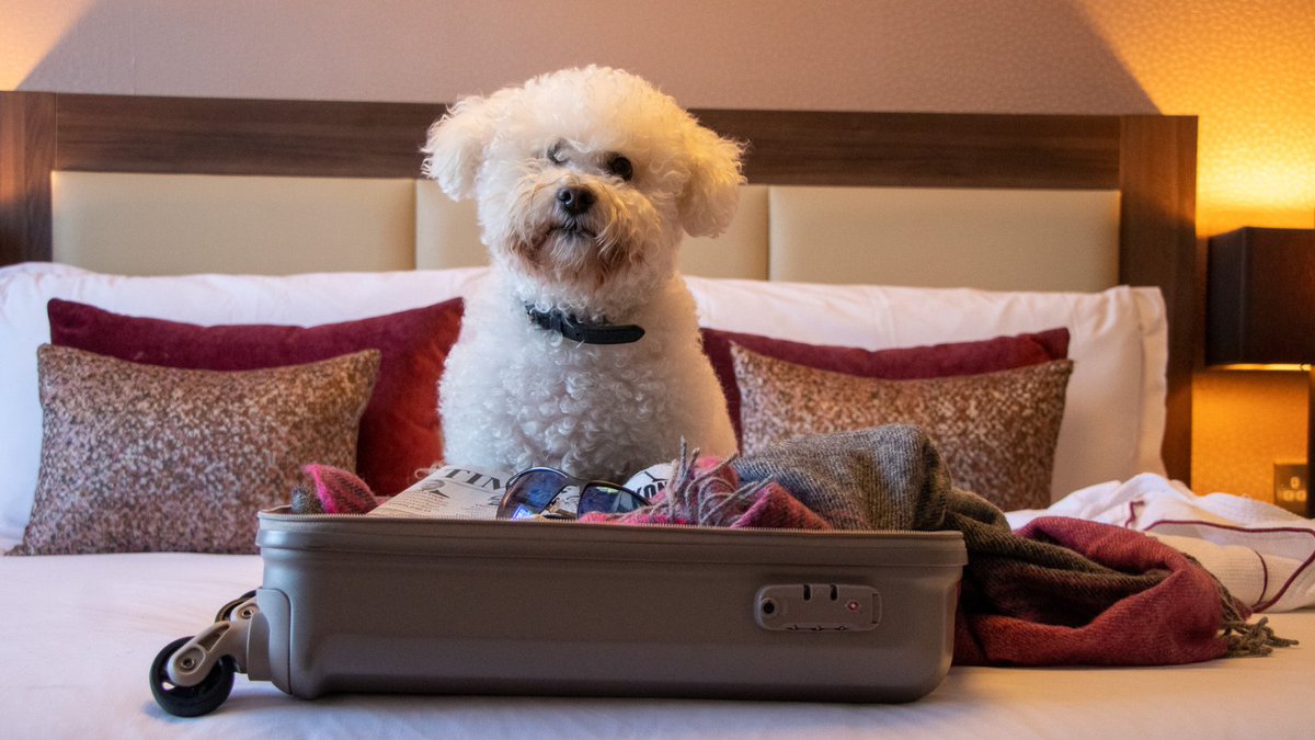 🐶 | Dog Friendly Cork Discover Cork's top dog-friendly hotel. Tail-wagging comfort, pet amenities, a warm atmosphere await you and your furry friend plus a goody bag. Here's our Paw-Licy thekingsley.ie/paw-policy/ #TheKingsley #DogFriendlyCork #DogFriendlyHotel #PureCork