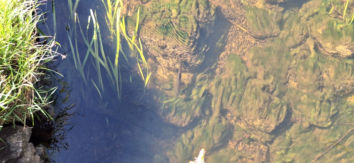 There's a stream 100m from the house. There's trout in it, like the small one in this photo. They used to get much bigger but water quality in Ireland isn't what it used to be. The amount of filamentous green algae present in April tells me there's too many nutrients getting in.