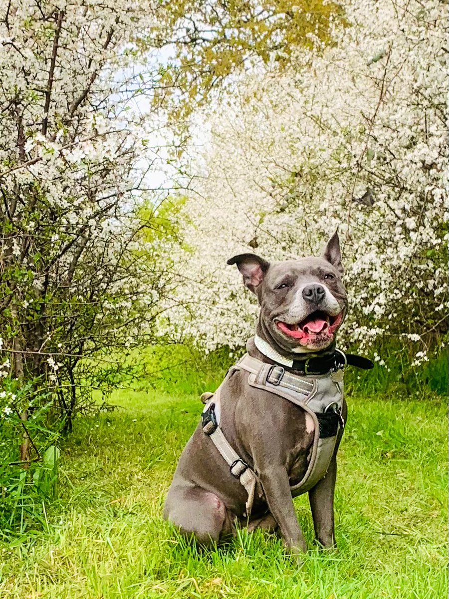 Mum and I have just been on a lovely walk together.   Mum’s going away for a few days and I’m going to stay with my Grandpawrents.   I know I’ll be spoilt and I’ll have the bestest time but I’ll still miss my Mum 💔💔 #IsaMary #DogsAreFamily #ILoveMyMum