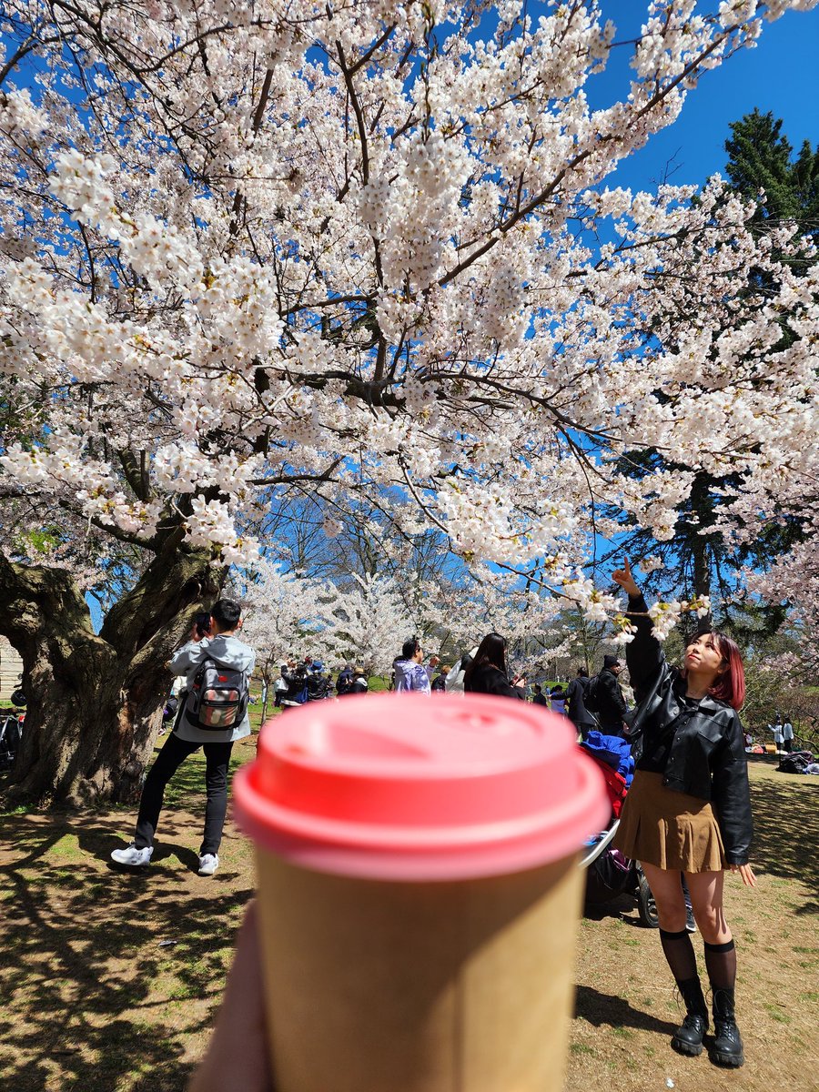 Cherry blossom but in Toronto