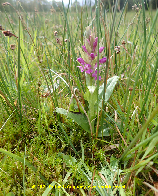 Polder_PV's tweet photo. Excursie in het niet publiekelijk toegankelijke deel van de #Springendal beek door Staatsbosbeheer. De andere groep wist de #beekprik te vinden, wij vonden de eerste bloeiende  #bredeorchis (en, ja, het was weer regenachtig) https://t.co/qHCNdwOuKd