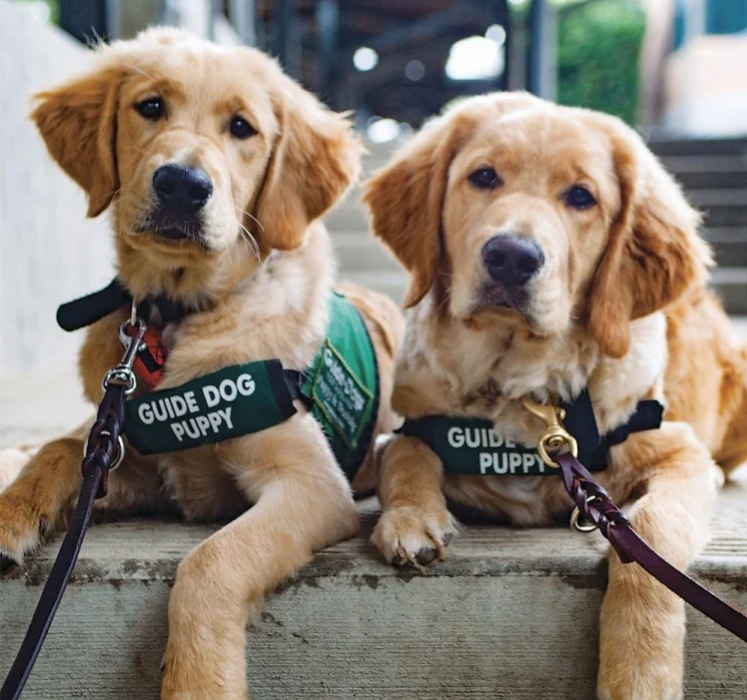 Do we need another day to celebrate our favorite, four-legged, furry friends? YES! Happy International Guide Dog Day! #blind #visionloss #rehabilitation #independence #adaptivetechnology #visuallyimpaired #legallyblind #nonprofit #guidedog #GuideDogDay #Alphapointe #Queens