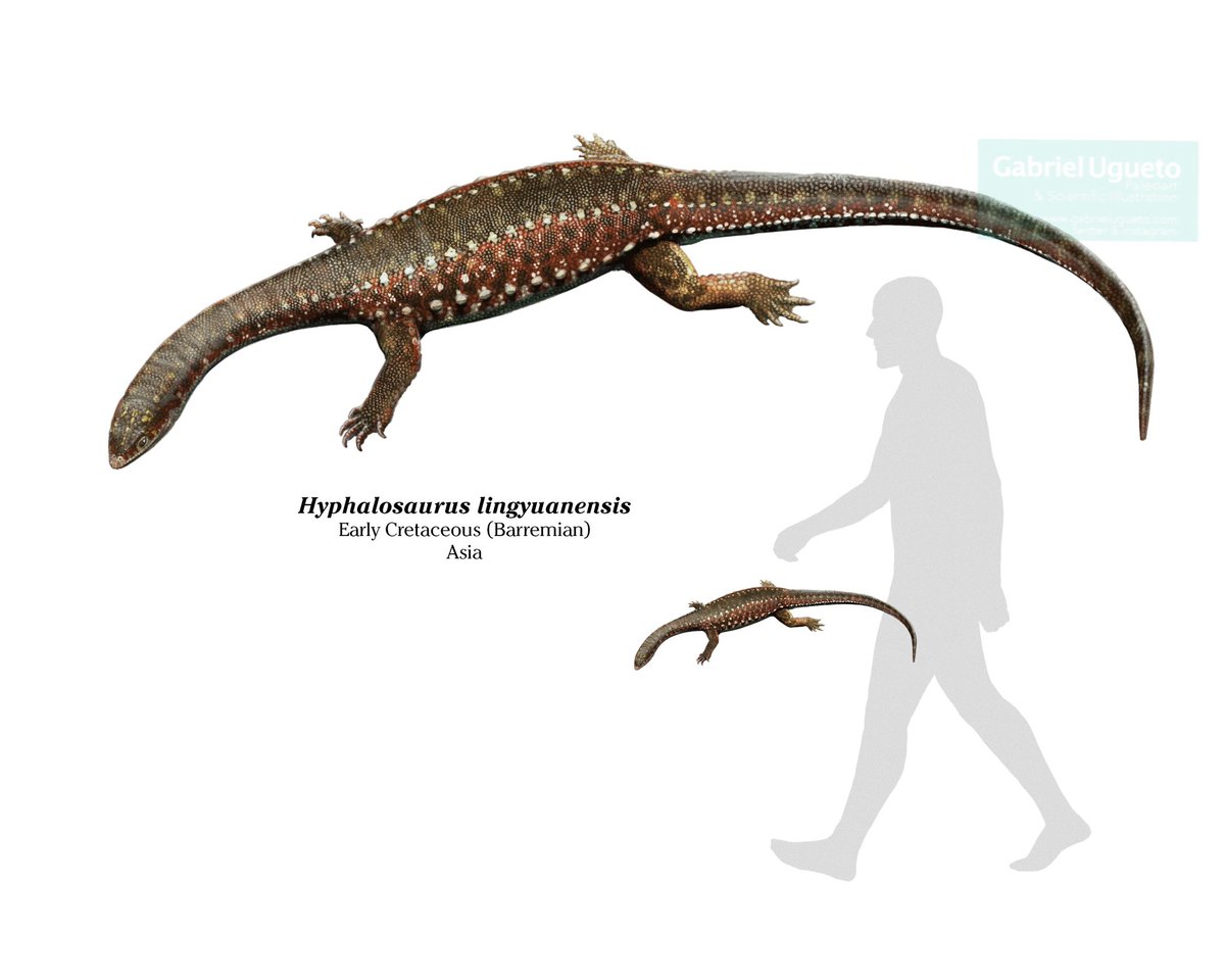 This beautiful long-necked animal is Hyphalosaurus, a choristoderan