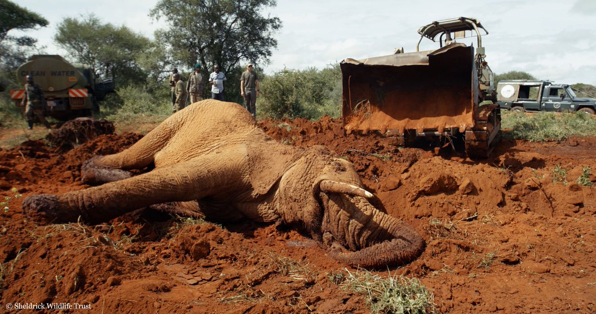 During our 47 years of conservation, we’ve freed numerous elephants, incl. bulls, & mothers & calves, who have become mired in mud. A recent 12-hour saga showed the predicament trapped elephants can face… & our efforts to get them back onto terra firma: sheldrickwildlifetrust.org/news/updates/1…