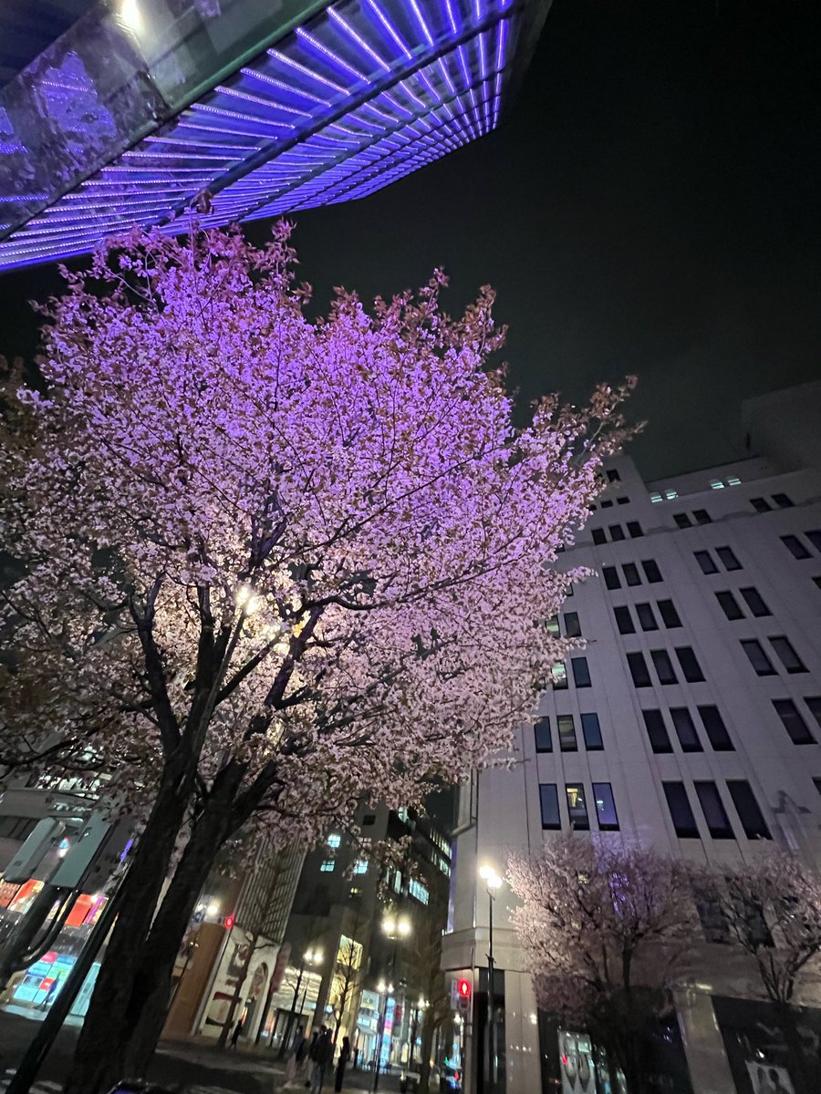 夜桜

#桜 #Cherryblossoms #spring #photography 
(構図がいい感じに撮れた)