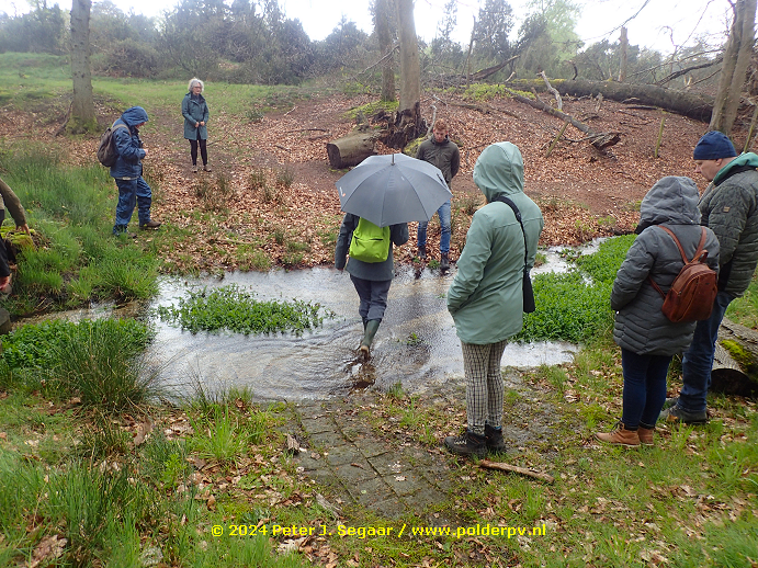 Polder_PV's tweet photo. Excursie in het niet publiekelijk toegankelijke deel van de #Springendal beek door Staatsbosbeheer. De andere groep wist de #beekprik te vinden, wij vonden de eerste bloeiende  #bredeorchis (en, ja, het was weer regenachtig) https://t.co/qHCNdwOuKd