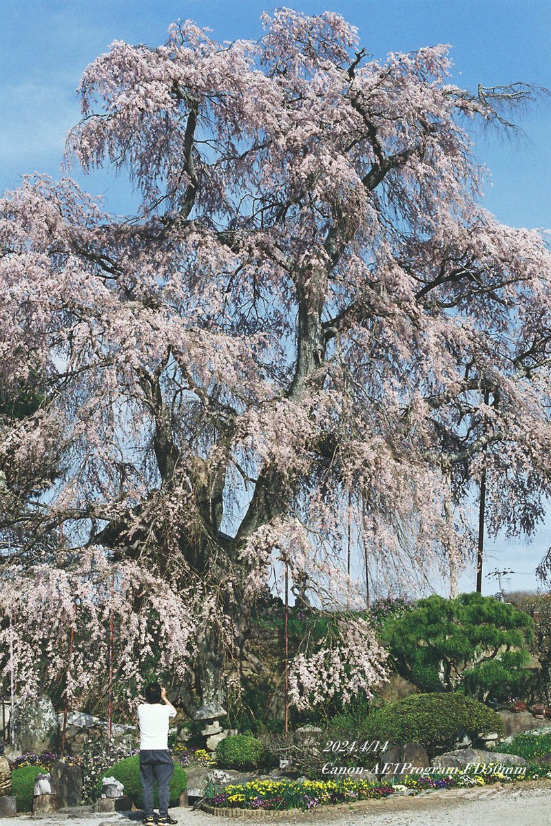 Kisekirei2503's tweet photo. 福島の桜巡り2024
デジ一眼で撮影する一方、フィルム撮影も敢行
フィルム自体が少し古めの未使用品でしたので画像が良くないですが
フィルム感は出ていると思っております
#film #福島の桜 #Canon #AE1Program #FDレンズ https://t.co/s14HWcTofr