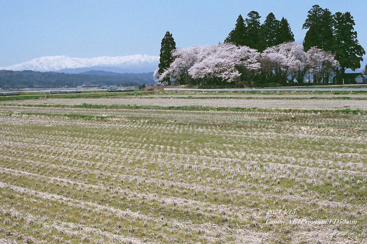 Kisekirei2503's tweet photo. 福島の桜巡り2024
デジ一眼で撮影する一方、フィルム撮影も敢行
フィルム自体が少し古めの未使用品でしたので画像が良くないですが
フィルム感は出ていると思っております
#film #福島の桜 #Canon #AE1Program #FDレンズ https://t.co/s14HWcTofr