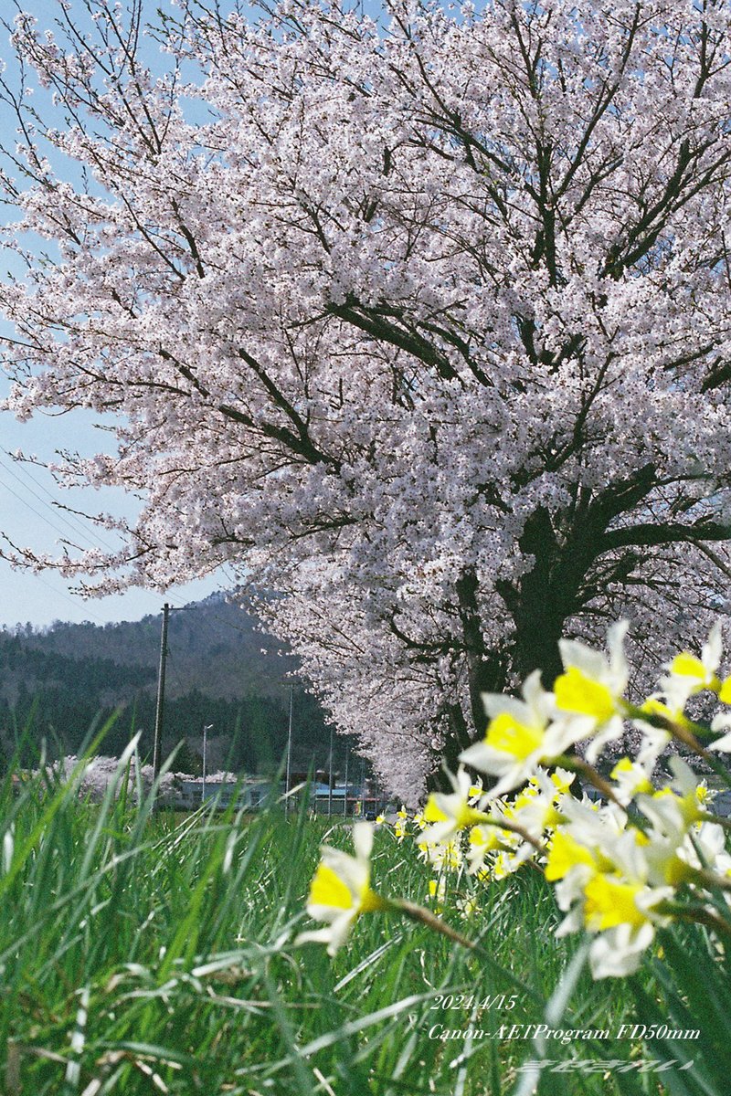 Kisekirei2503's tweet photo. 福島の桜巡り2024
デジ一眼で撮影する一方、フィルム撮影も敢行
フィルム自体が少し古めの未使用品でしたので画像が良くないですが
フィルム感は出ていると思っております
#film #福島の桜 #Canon #AE1Program #FDレンズ https://t.co/s14HWcTofr