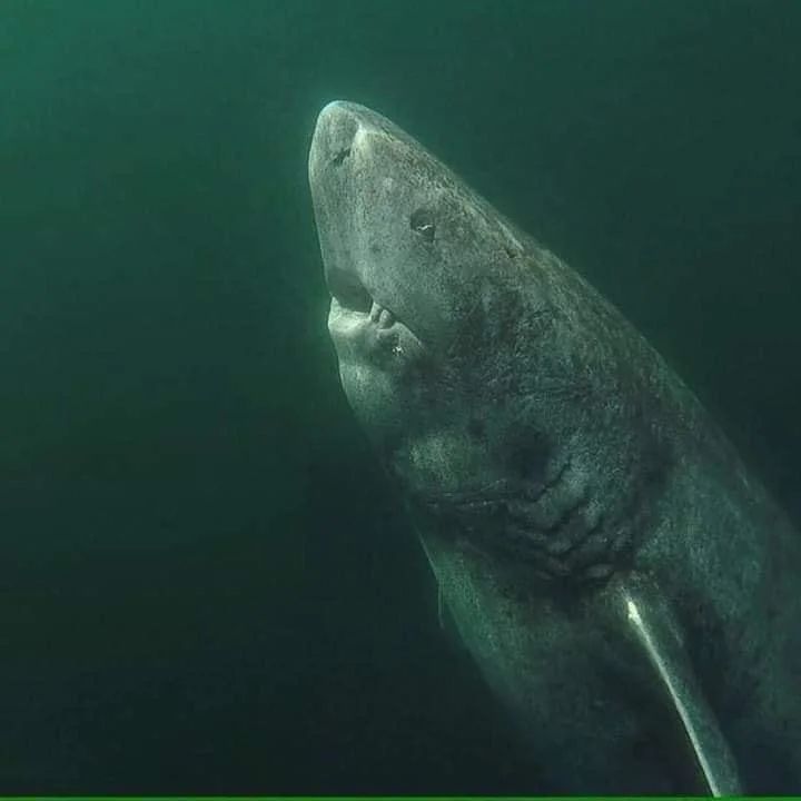 A 392 year old Greenland Shark in the Arctic Ocean, wandering the ocean since 1627.