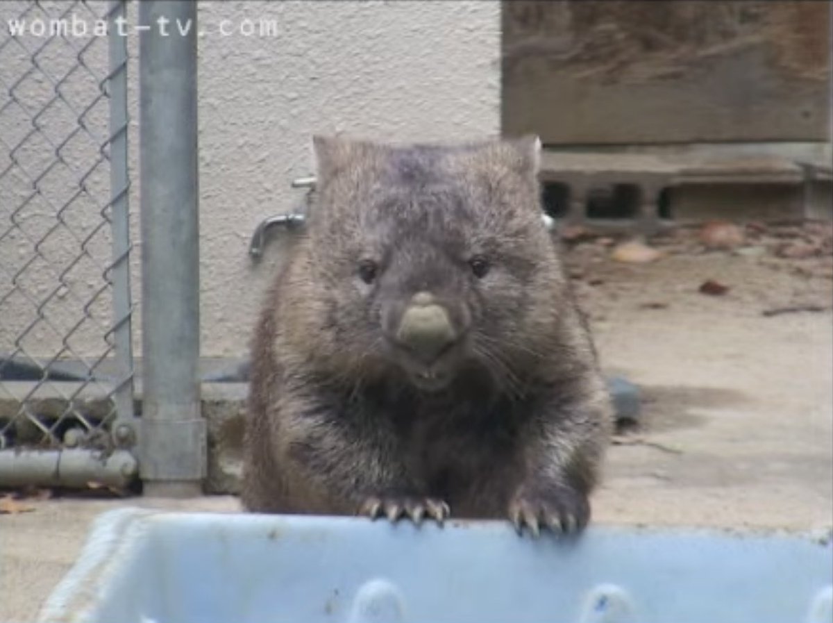 みんなウォやすみ🐻💕 #フクちゃん