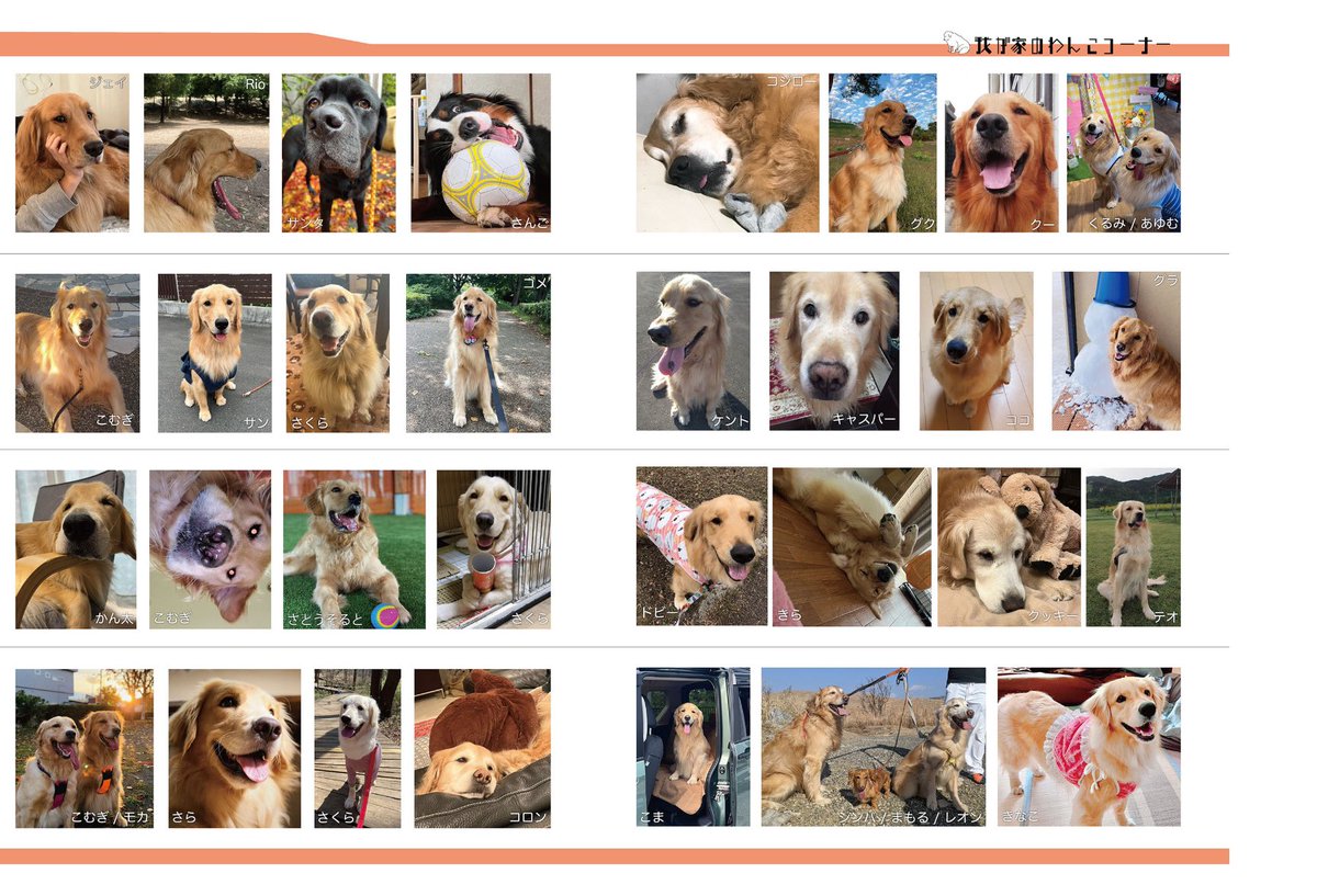 gekkan_wanko's tweet photo. 【我が家のわんこコーナー②】
こちらの写真は月刊わんこvol.4（大型犬特集）に掲載されています🐶✨掲載されいたらリポスト（RT）お願いします🤲

Amazonはこちら→ https://t.co/8JuLXN8kXN
#月刊わんこ
#月刊ゴールデンレトリバー https://t.co/U05hYhaHeE
