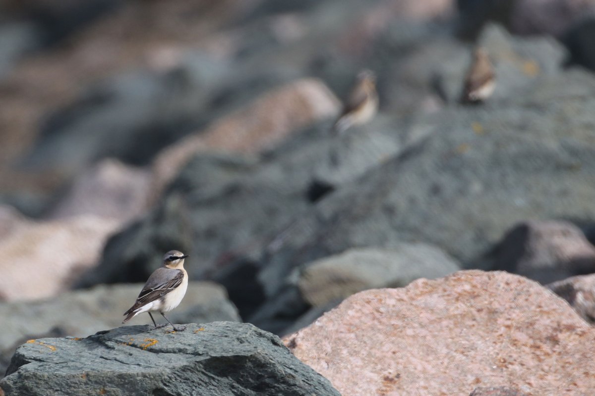 Barrow to Roa Island (morning 24.04.24) 6 singing Lesser Whitethroat, 27 Ringed Plover, 17 Whimbrel, 3 Little Tern, 2 Sandwich Terns, 9 Wheatear, 20 Pale-bellied Brent and the plastic Emperor Goose with c.50 others species on a very sunny morning…. @CumbriaBirdClub