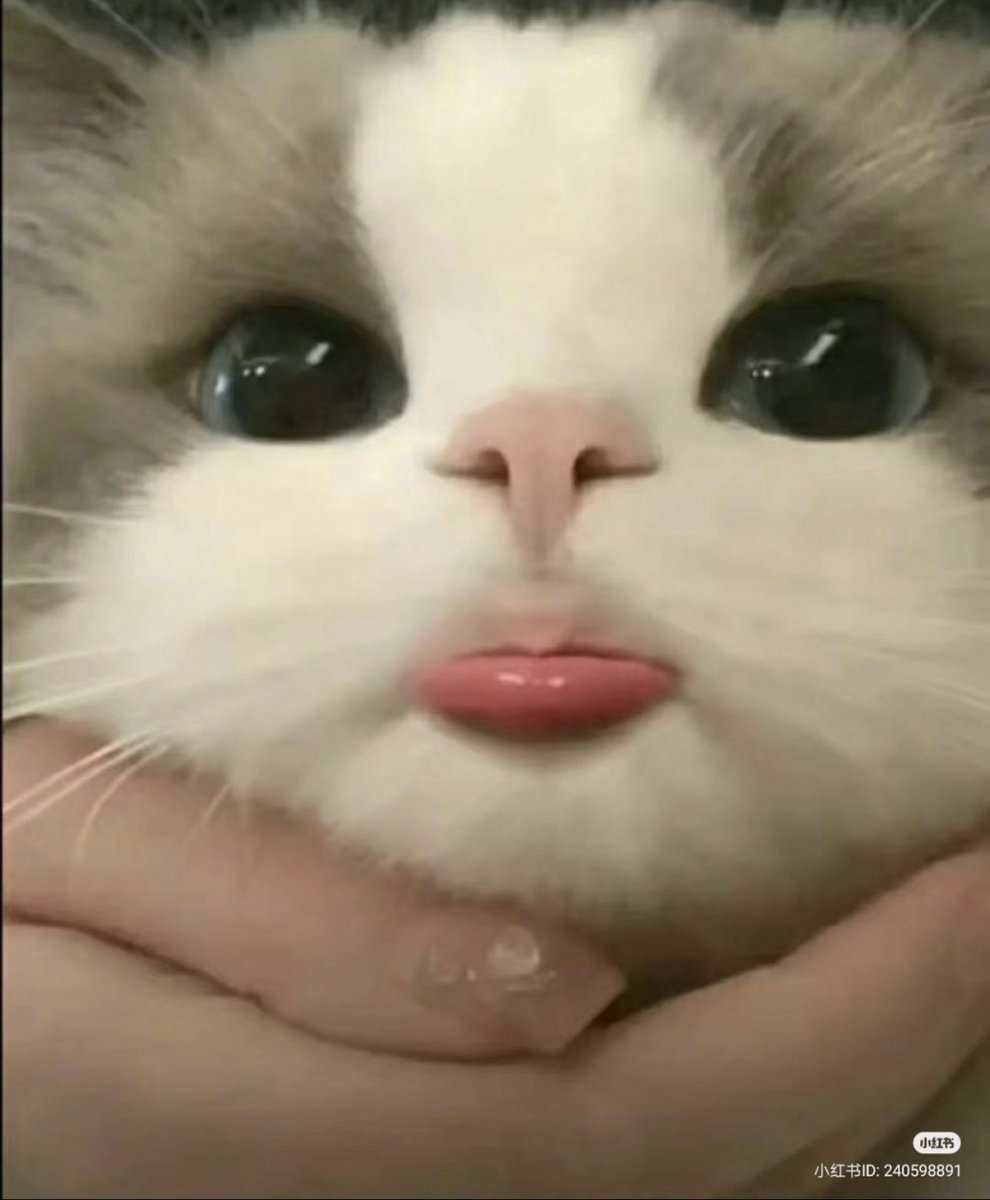 Kitty Noeul sticking his tongue out~ 

BossNoeul as Cats 
#Noeulnuttarat #MagentaBoy #BoNoh