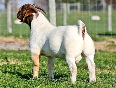 Boer is the best meat production #goat Breed! Weight: Male: average 114 k; Female: average 94 kg.