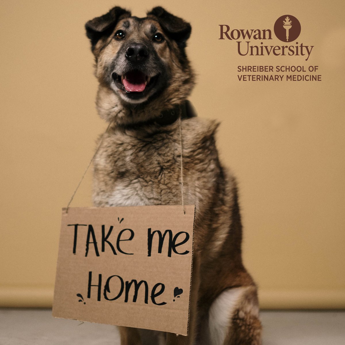 Today is National Adopt a Shelter Pet Day, an important day in the lives of countless animals. To learn more from our Shelter Medicine veterinarian about the different types of shelters, visit svm.rowan.edu/departments/cl…