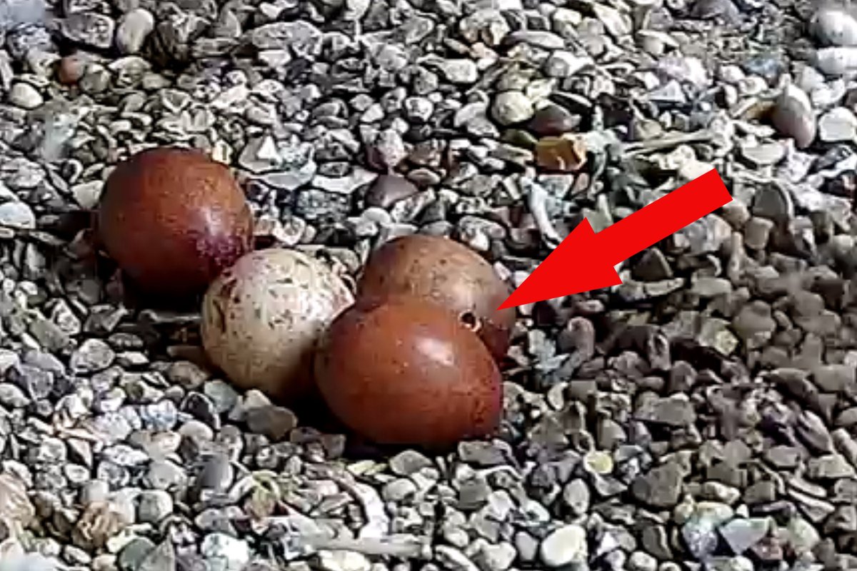 Jim Graham (@cropstonbirder) on Twitter photo the first @LeicsPeregrines egg showing signs of pipping
<a href="/LeicsCathedral/">Leicester Cathedral</a>. <a href="/KRIIICentre/">KRIII Visitor Centre</a>
Live streaming:
leicesterperegrines.org.uk/streaming/ the first @LeicsPeregrines egg showing signs of pipping
<a href="/LeicsCathedral/">Leicester Cathedral</a>. <a href="/KRIIICentre/">KRIII Visitor Centre</a>
Live streaming:
leicesterperegrines.org.uk/streaming/