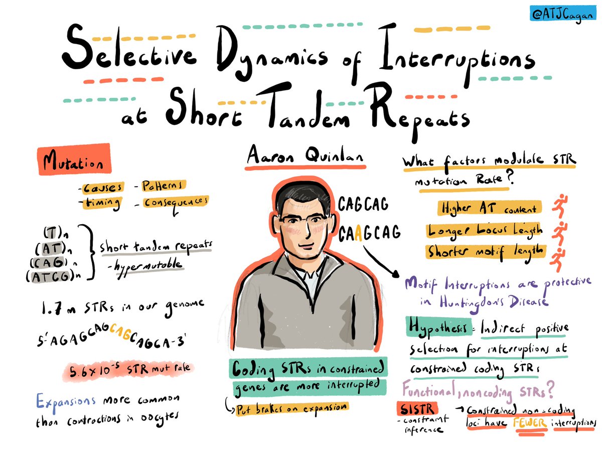 Talk by @aaronquinlan on the selective dynamics of interruptions at short tandem repeats #MITS24