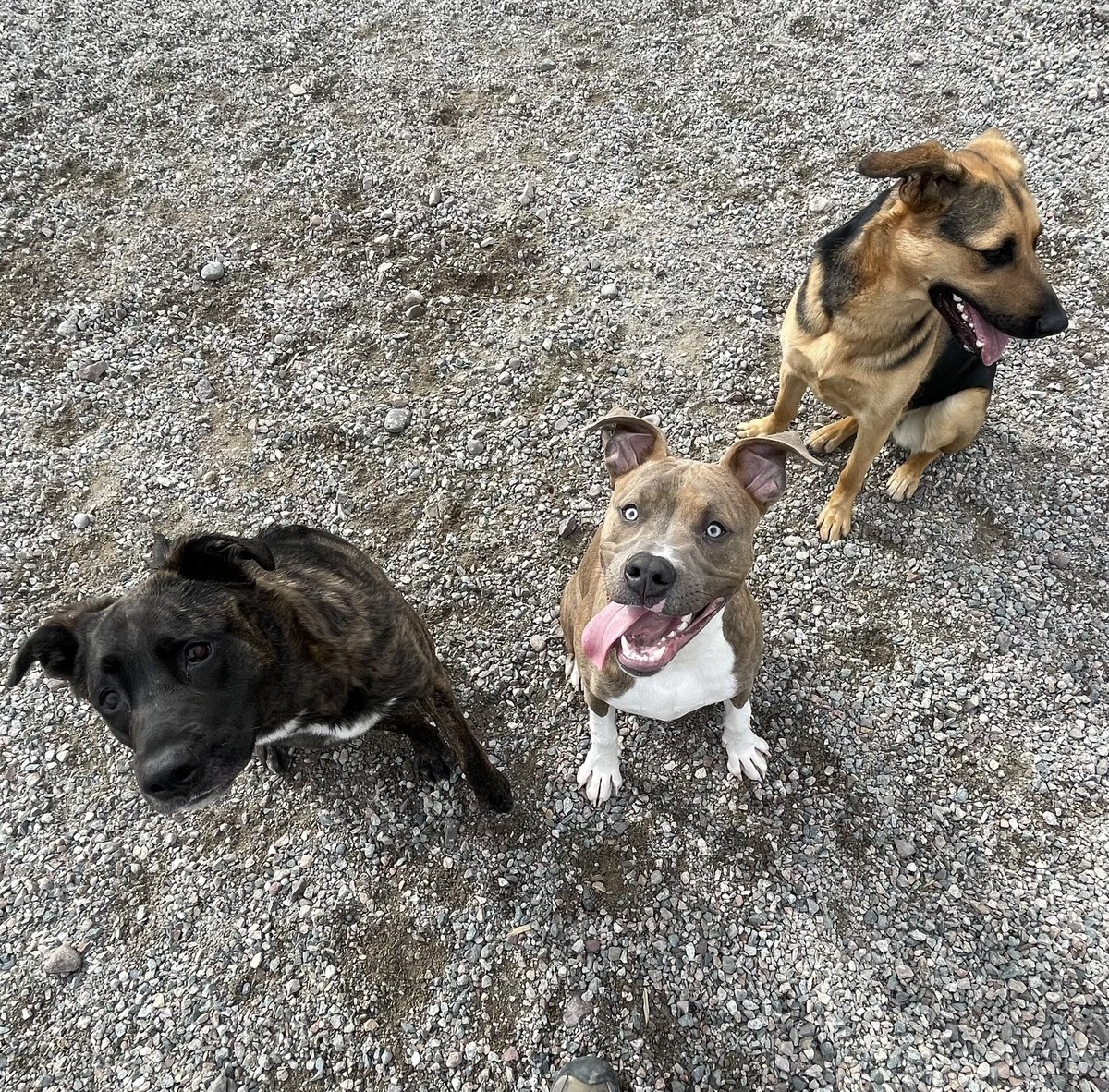 Alphas long tongue progression.