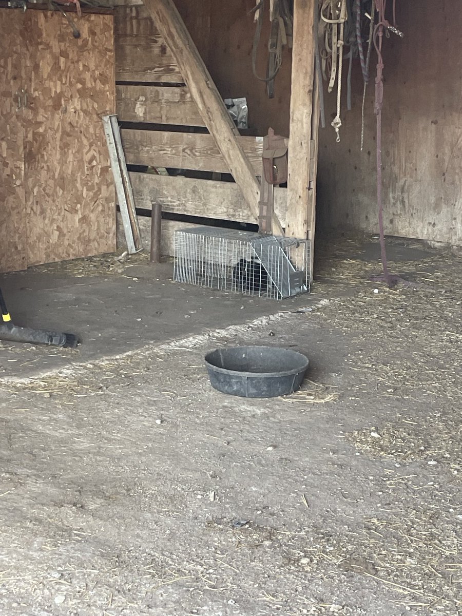 Mongeon_9's tweet photo. Predator control #savethechickens https://t.co/Q5LjKNSagR